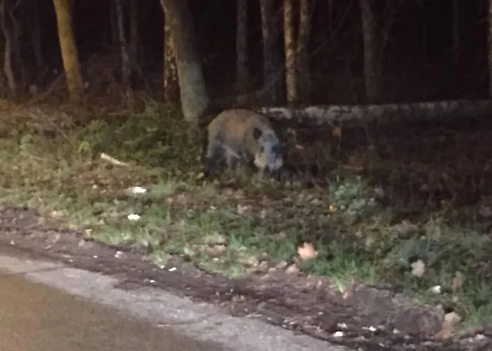 Garden - Welcome To بيت للعطل